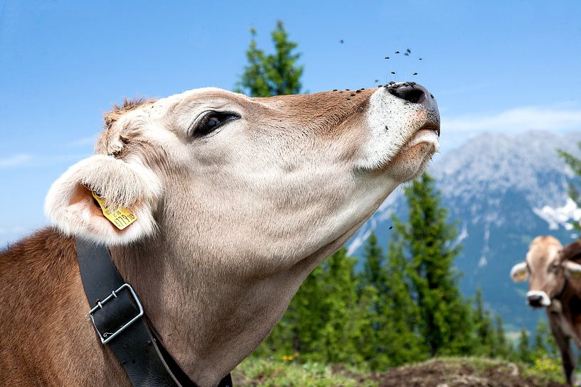 Klima, de Alpenkoe van Wim Lanphen