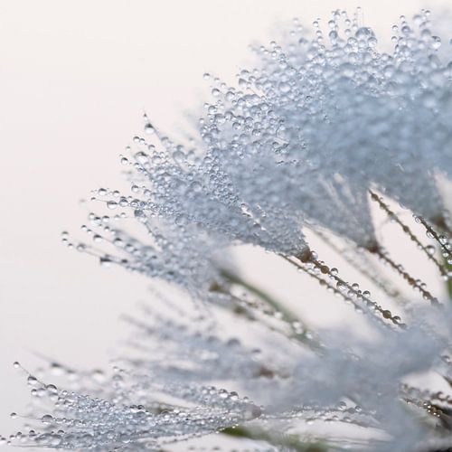 Rosée sur un pissenlit mort