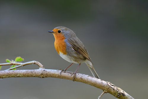 Robin