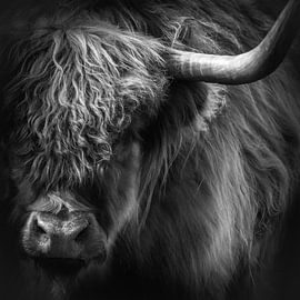 Schotse Hooglander van Karel Ton