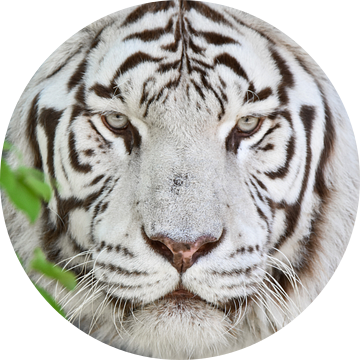 Witte tijger portret van Esther van Engen