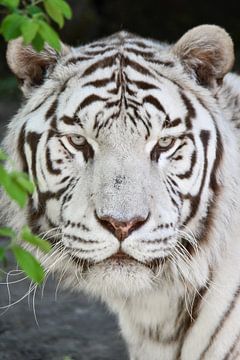 Portrait de tigre blanc sur Esther van Engen