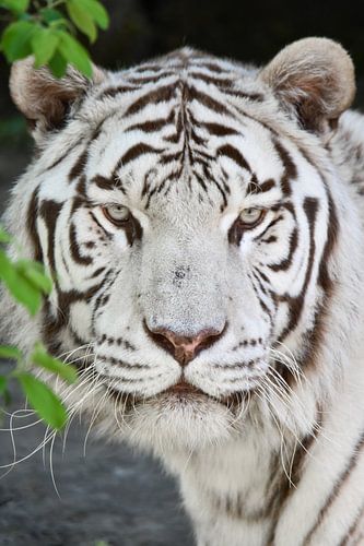 Portrait de tigre blanc