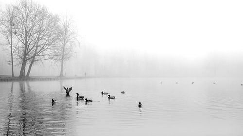 Des canards dans la brume