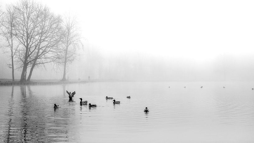 Des canards dans la brume par Kok and Kok