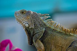 USA, Florida, Iguana, giant tropical lizard side view close up by adventure-photos