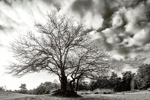 "De natuur achromatisch gezien"