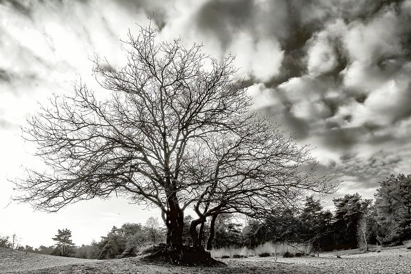 &quot;Nature seen achromatically&quot; by Wil Gulpen