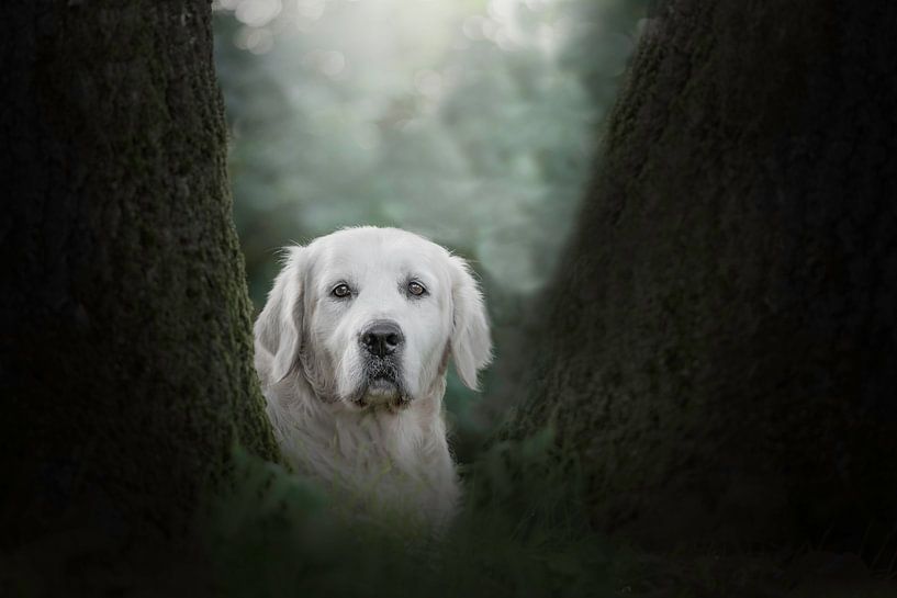 Golden Sir par Desirée Couwenberg