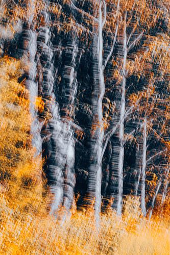 Golden autumn by Yanuschka | Fotografie Noordwijk