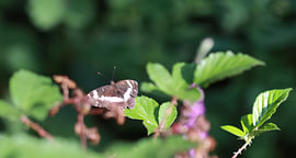 A Rare Sighting – The Small Blue Butterfly by Mootjes