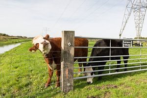 Hallo, wat vind je van mij?