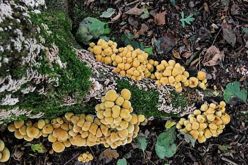 Forest Mushrooms