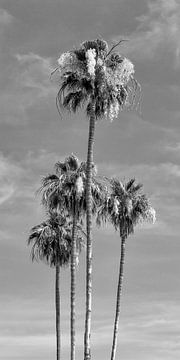 Palmen am Strand | Panorama Monochrom von Melanie Viola