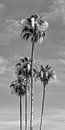 Palmen am Strand | Panorama Monochrom von Melanie Viola Miniaturansicht