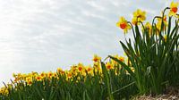 bloemenveld met narcissen bij Lisse begin april van Georges Hoeberechts thumbnail