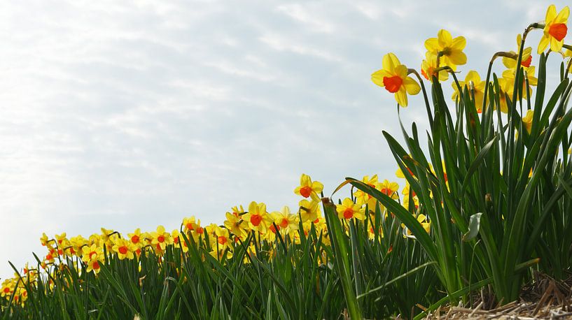 bloemenveld met narcissen bij Lisse begin april van Georges Hoeberechts