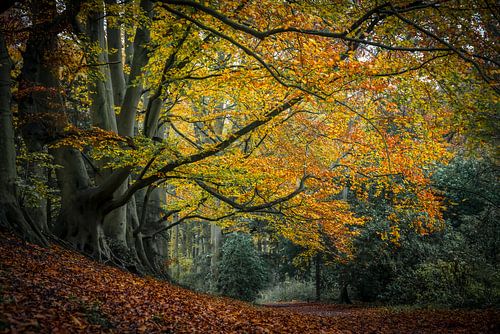 Dream forest in Wassenaar by Dirk van Egmond