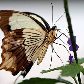 Schein Schwalbenschwanz von Matthias Brix