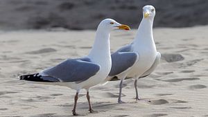 A day at the beach.