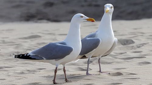 Een dagje strand.