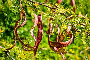 Pods of the honey locust