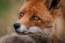 Vos Close Up... von Hermen van Laar