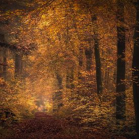 Bospad in de herfst van Ton Drijfhamer