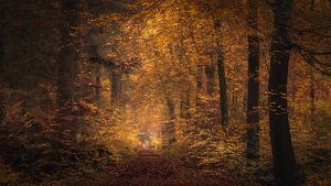 Bospad in de herfst