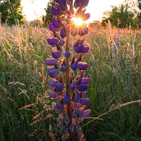 Lupine flower during sunset by LF foto's