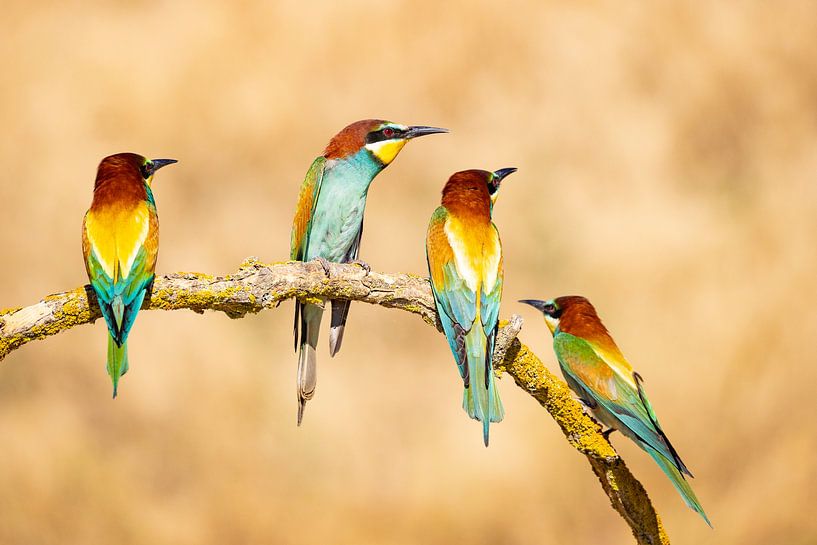 Bee-eater, Merops apiaster by Gert Hilbink