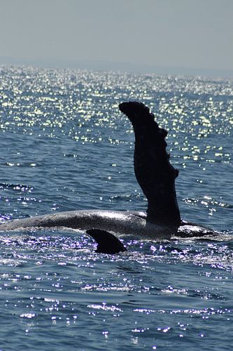 Bultrug met jong - weerspiegeling zon