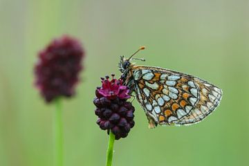 Parelmoer vlinder zittend op wat besjes van rik janse