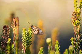 Butterfly by daylight by Elsje van Dyk