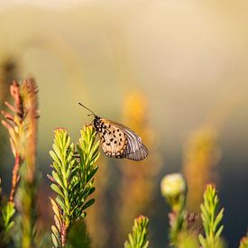 Schmetterling bei Tageslicht von Elsje van Dyk