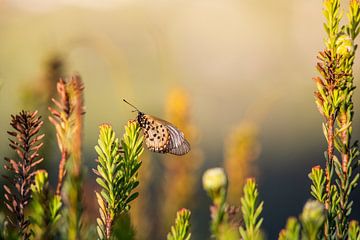 Papillon à la lumière du jour sur Elsje van Dyk