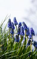 Blauwe druifjes in volle bloei