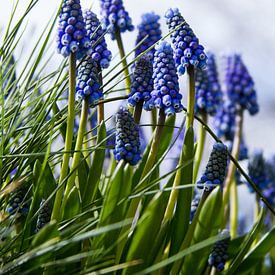 Des raisins bleus en pleine floraison sur Schram Fotografie