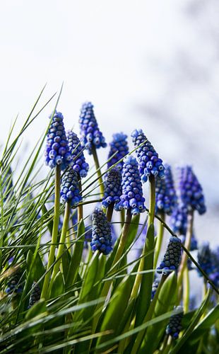 Blaue Trauben in voller Blüte von Schram Fotografie