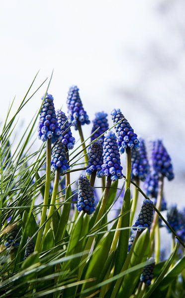 Blaue Trauben in voller Blüte von Schram Fotografie