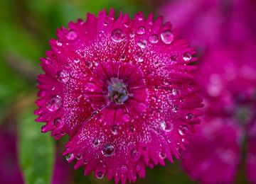 Magenta zoete William bloem na een regenbui van Iris Holzer Richardson