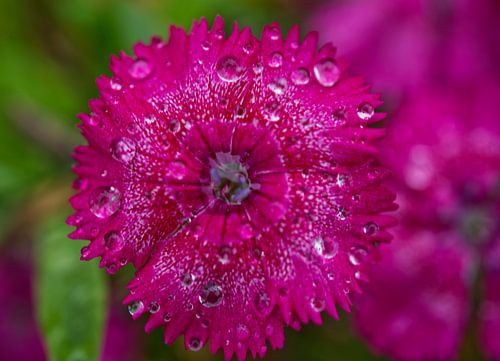 Fleur Magenta Sweet William après une pluie d'automne