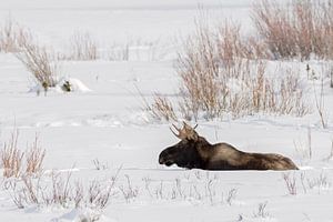 Elch ( Alces alces ) ruht im Schnee