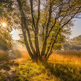 Parc national De Meinweg dans le Limbourg - Pays-Bas sur Maurice Meerten