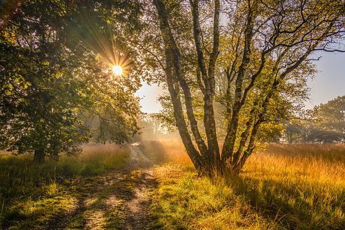 National Park De Meinweg in Limburg - Netherlands