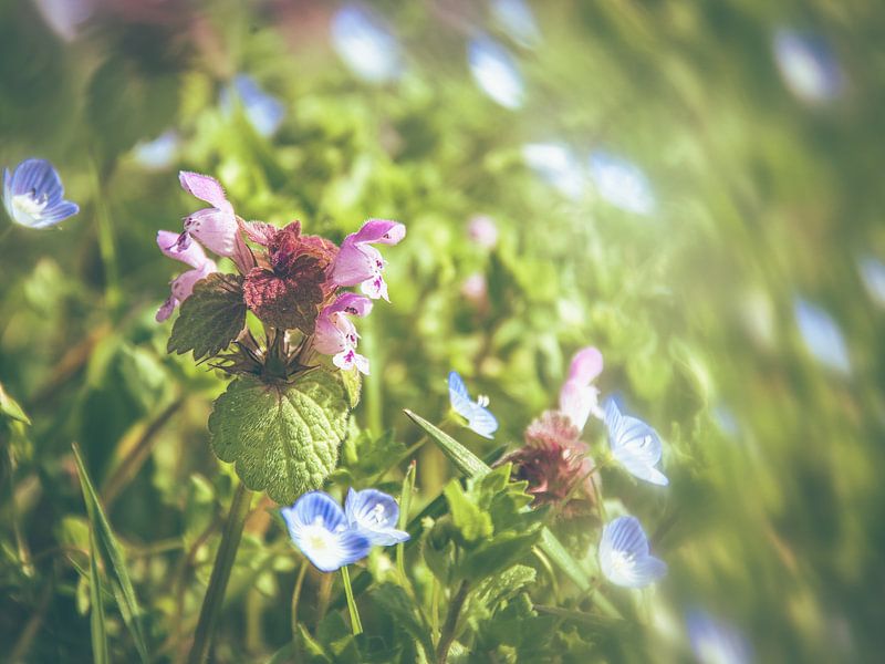 Spring energy by Miriam Meijer, en pleine campagne.....