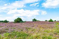 Betoverende Bloeiende Heide op de Holterberg: Een Paars Roze Natuurspektakel van Remco Ditmar thumbnail