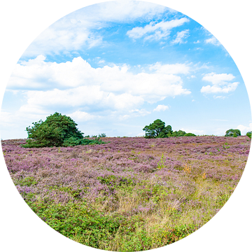 Betoverende Bloeiende Heide op de Holterberg: Een Paars Roze Natuurspektakel van Remco Ditmar