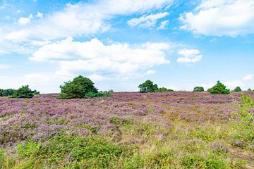 Flowering heather on the Holterberg by Remco Ditmar