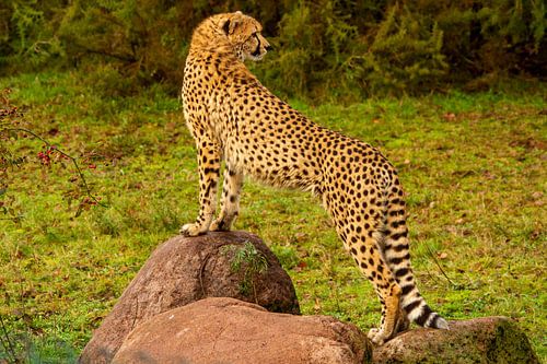 Cheetah zoekt het hogerop